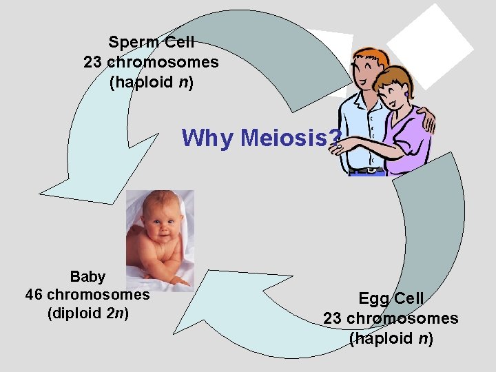 Sperm Cell 23 chromosomes (haploid n) Why Meiosis? Baby 46 chromosomes (diploid 2 n)