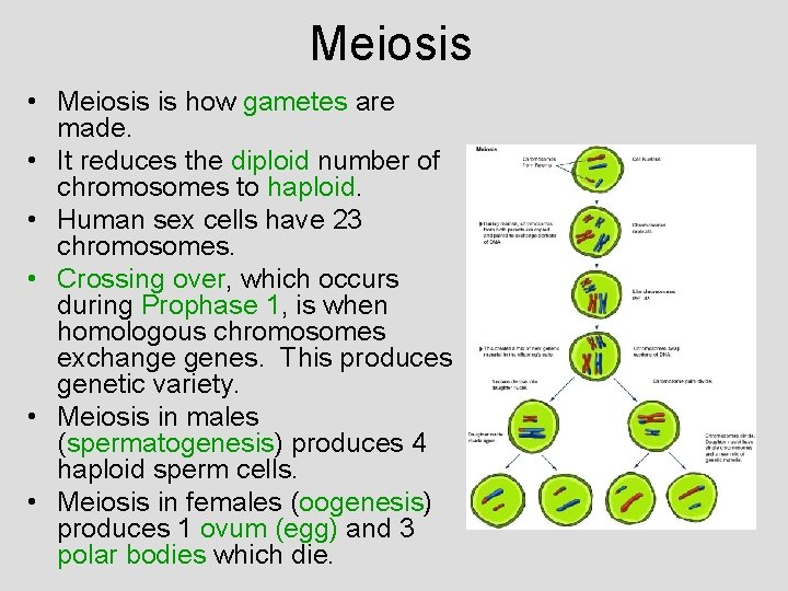 Meiosis • Meiosis is how gametes are made. • It reduces the diploid number