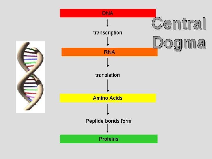 DNA transcription RNA translation Amino Acids Peptide bonds form Proteins Central Dogma 