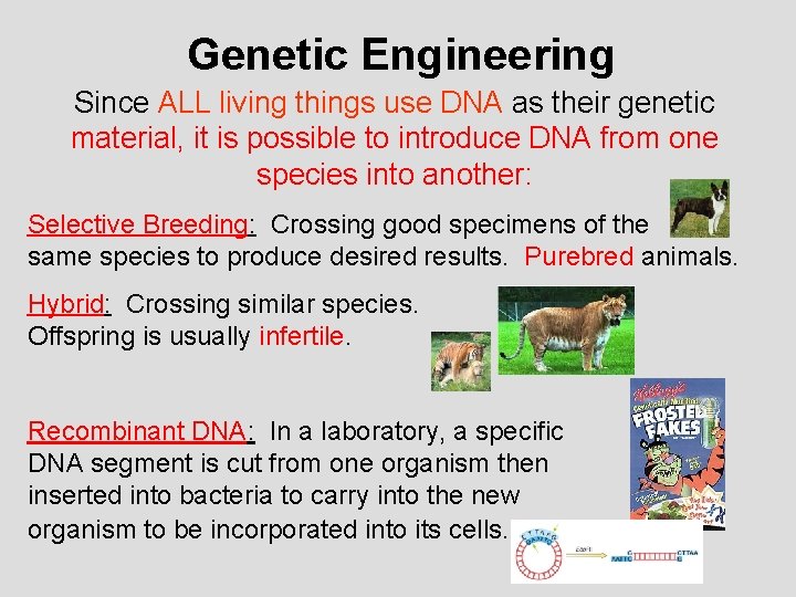 Genetic Engineering Since ALL living things use DNA as their genetic material, it is