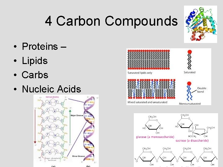 4 Carbon Compounds • • Proteins – Lipids Carbs Nucleic Acids 