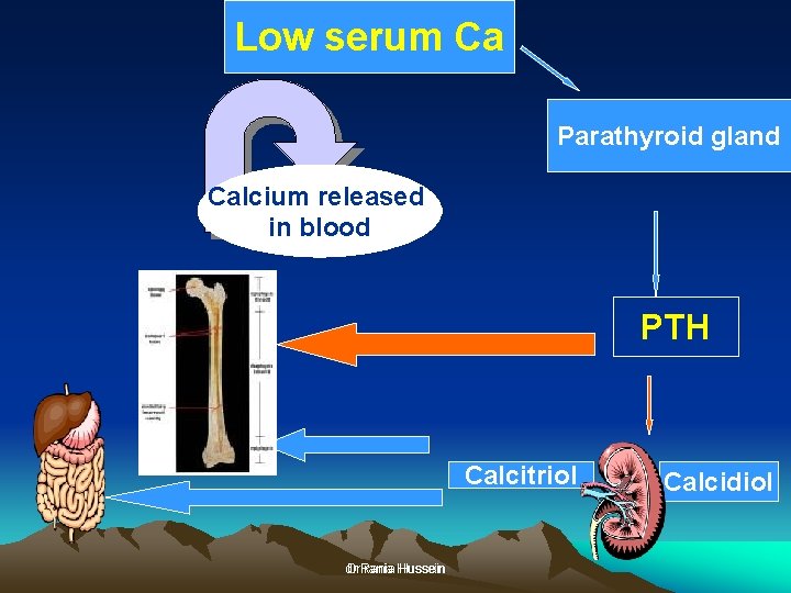 Low serum Ca Parathyroid gland Calcium released in blood PTH Calcitriol dr Dr. Rania
