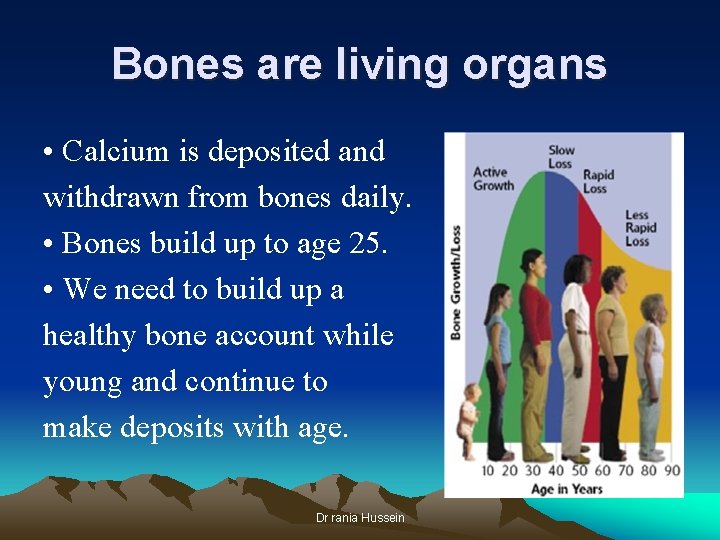 Bones are living organs • Calcium is deposited and withdrawn from bones daily. •