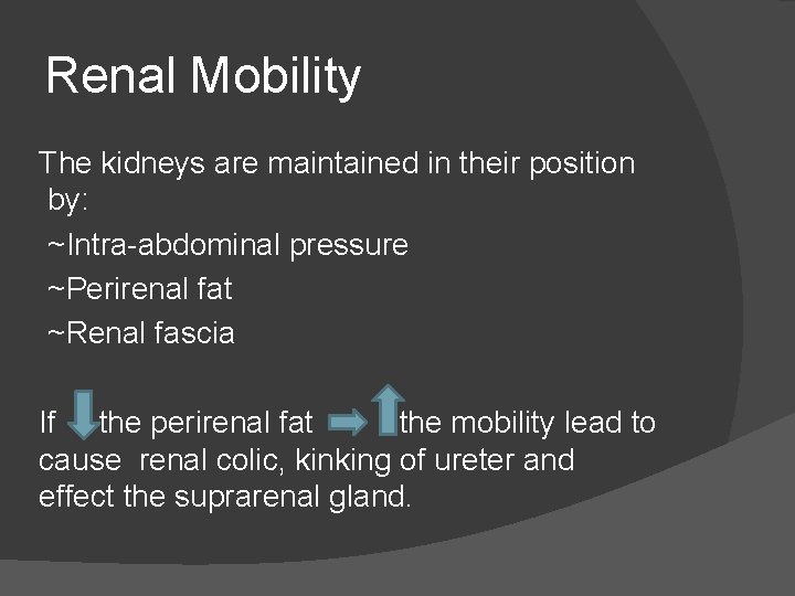 Renal Mobility The kidneys are maintained in their position by: ~Intra-abdominal pressure ~Perirenal fat