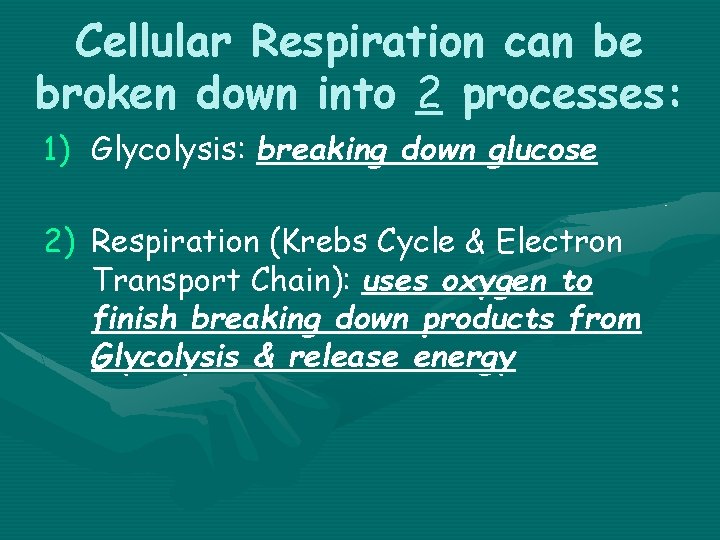 Cellular Respiration can be broken down into 2 processes: 1) Glycolysis: breaking down glucose