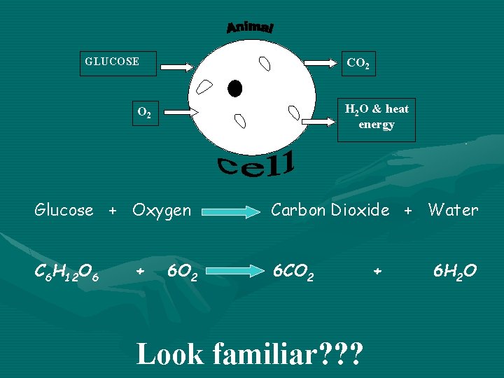 GLUCOSE CO 2 H 2 O & heat energy O 2 Glucose + Oxygen