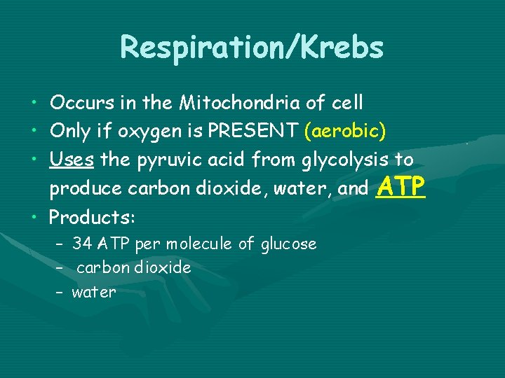 Respiration/Krebs • Occurs in the Mitochondria of cell • Only if oxygen is PRESENT