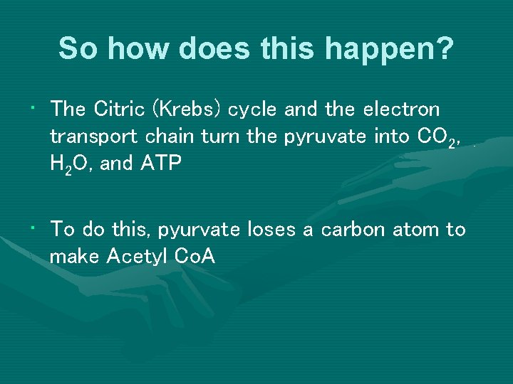 So how does this happen? • The Citric (Krebs) cycle and the electron transport