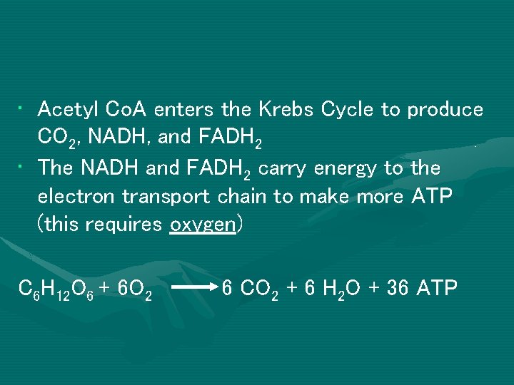  • Acetyl Co. A enters the Krebs Cycle to produce CO 2, NADH,