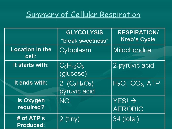 Summary of Cellular Respiration GLYCOLYSIS “break sweetness” Location in the cell: It starts with: