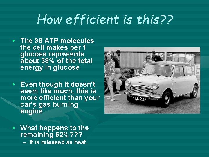 How efficient is this? ? • The 36 ATP molecules the cell makes per