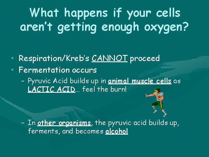 What happens if your cells aren’t getting enough oxygen? • Respiration/Kreb’s CANNOT proceed •