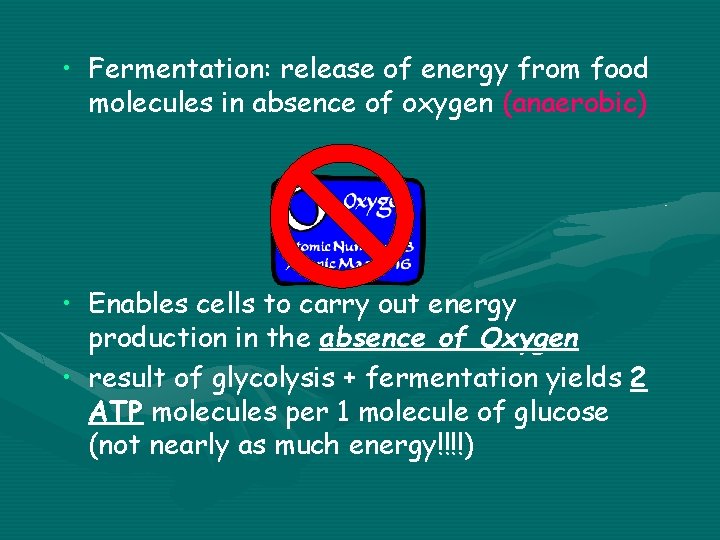  • Fermentation: release of energy from food molecules in absence of oxygen (anaerobic)