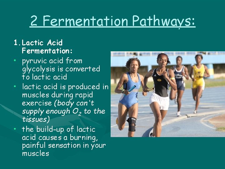 2 Fermentation Pathways: 1. Lactic Acid Fermentation: • pyruvic acid from glycolysis is converted