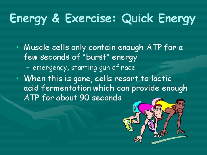Energy & Exercise: Quick Energy • Muscle cells only contain enough ATP for a