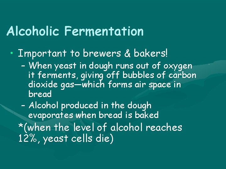 Alcoholic Fermentation • Important to brewers & bakers! – When yeast in dough runs