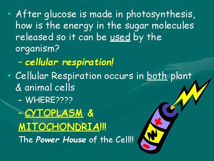  • After glucose is made in photosynthesis, how is the energy in the