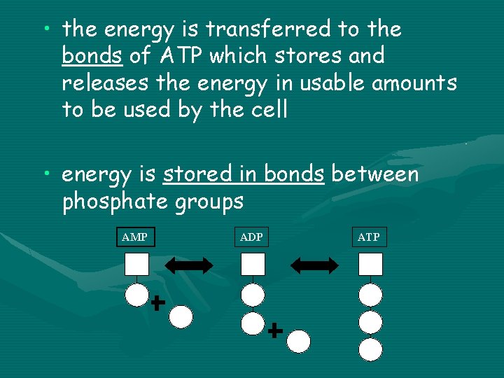  • the energy is transferred to the bonds of ATP which stores and