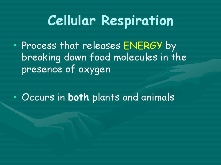 Cellular Respiration • Process that releases ENERGY by breaking down food molecules in the