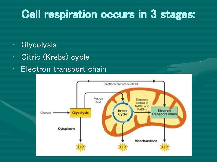 Cell respiration occurs in 3 stages: • • • Glycolysis Citric (Krebs) cycle Electron