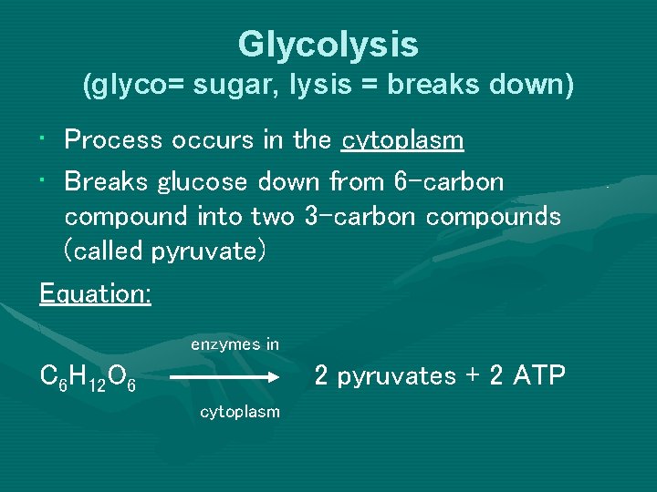 Glycolysis (glyco= sugar, lysis = breaks down) • Process occurs in the cytoplasm •