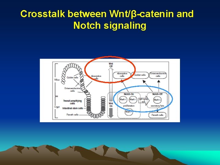 Crosstalk between Wntcatenin and Notch signaling in the