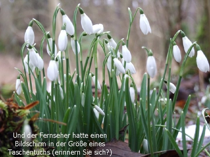 Und der Fernseher hatte einen Bildschirm in der Größe eines Taschentuchs (erinnern Sie sich?