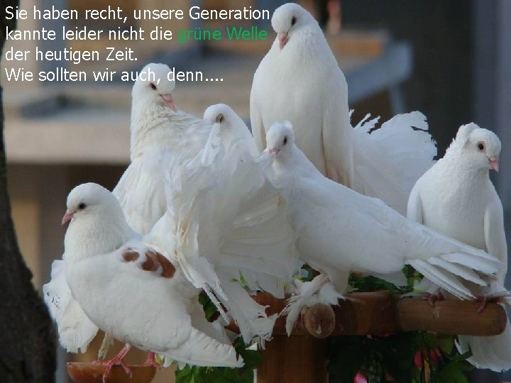 Sie haben recht, unsere Generation kannte leider nicht die grüne Welle der heutigen Zeit.