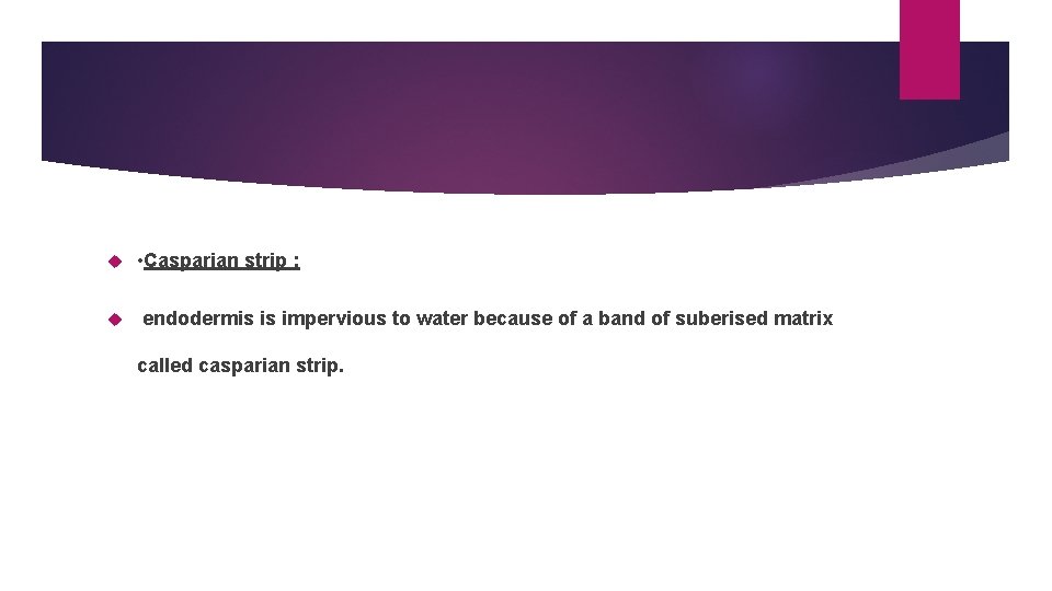  • Casparian strip : endodermis is impervious to water because of a band