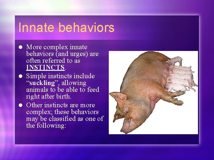 Innate behaviors More complex innate behaviors (and urges) are often referred to as INSTINCTS.