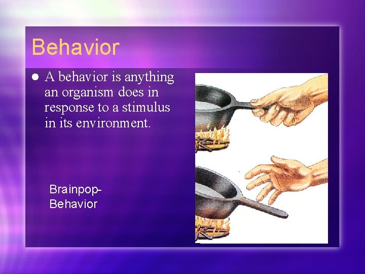 Behavior l A behavior is anything an organism does in response to a stimulus