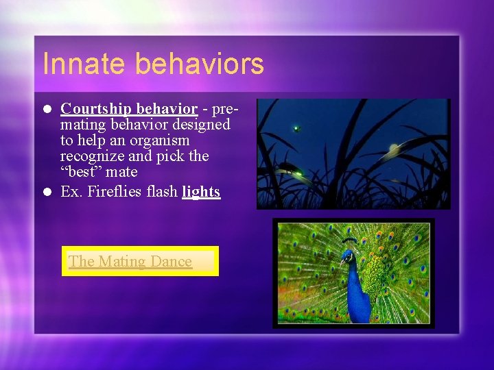 Innate behaviors Courtship behavior - premating behavior designed to help an organism recognize and