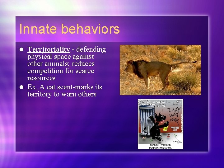 Innate behaviors Territoriality - defending physical space against other animals; reduces competition for scarce
