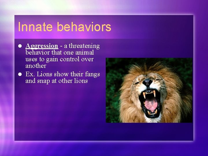 Innate behaviors Aggression - a threatening behavior that one animal uses to gain control