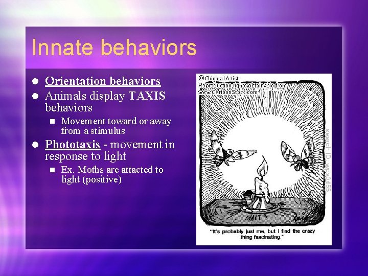 Innate behaviors l l Orientation behaviors Animals display TAXIS behaviors n l Movement toward