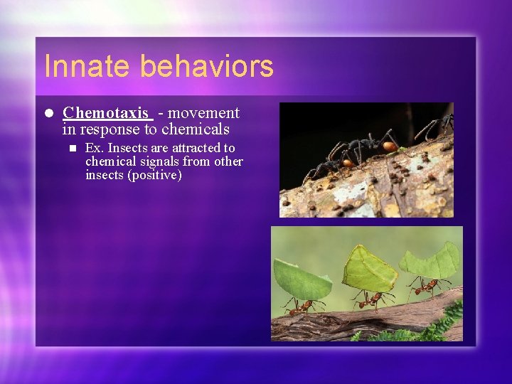 Innate behaviors l Chemotaxis - movement in response to chemicals n Ex. Insects are