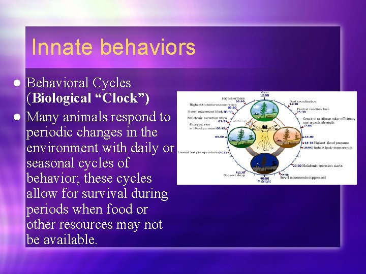 Innate behaviors Behavioral Cycles (Biological “Clock”) l Many animals respond to periodic changes in