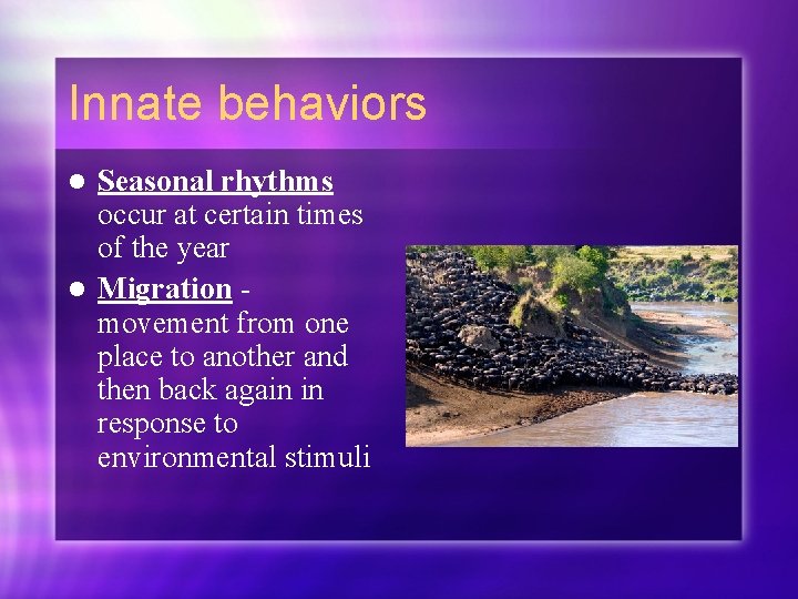 Innate behaviors Seasonal rhythms occur at certain times of the year l Migration movement