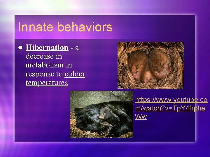 Innate behaviors l Hibernation - a decrease in metabolism in response to colder temperatures