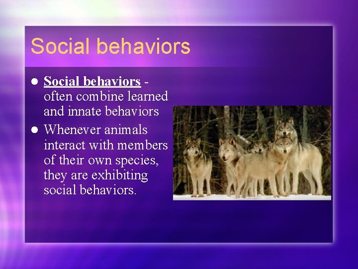 Social behaviors often combine learned and innate behaviors l Whenever animals interact with members