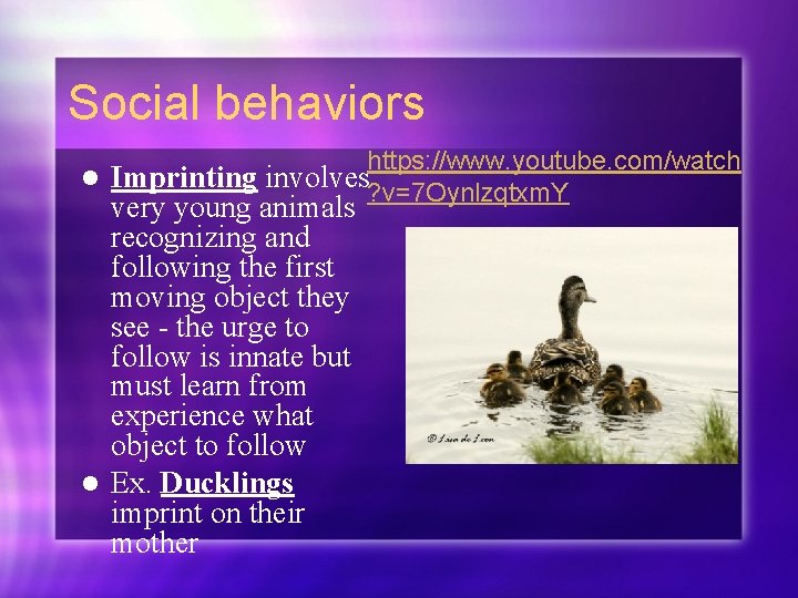 Social behaviors https: //www. youtube. com/watch l Imprinting involves ? v=7 Oynlzqtxm. Y very