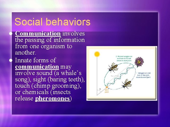 Social behaviors Communication involves the passing of information from one organism to another. l