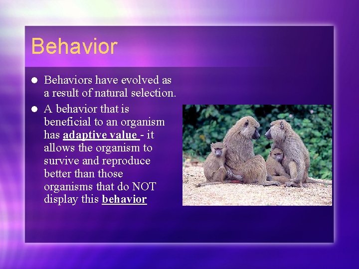 Behaviors have evolved as a result of natural selection. l A behavior that is