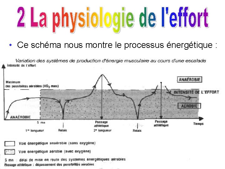  • Ce schéma nous montre le processus énergétique : 