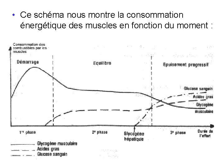  • Ce schéma nous montre la consommation énergétique des muscles en fonction du