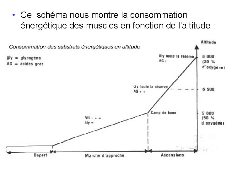  • Ce schéma nous montre la consommation énergétique des muscles en fonction de