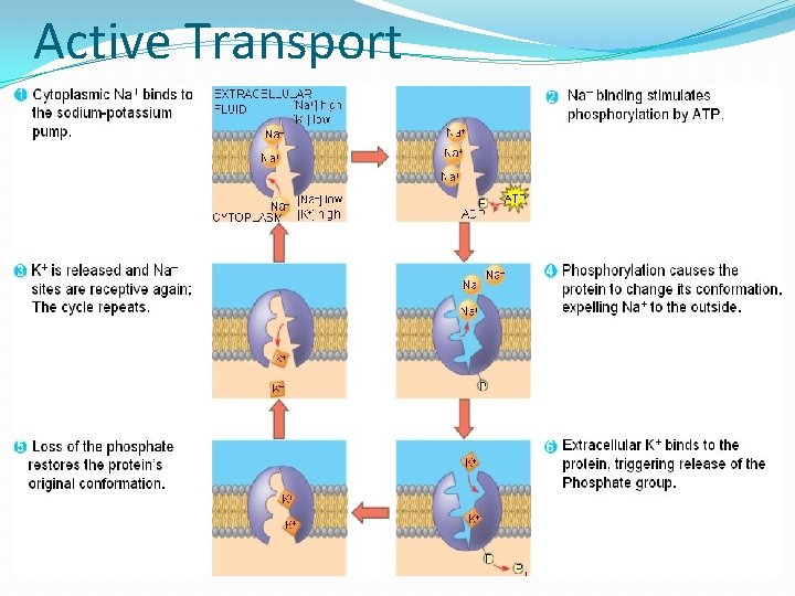 Active Transport 