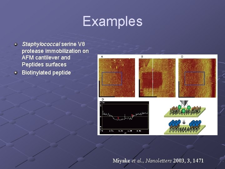Examples Staphylococcal serine V 8 protease immobilization on AFM cantilever and Peptides surfaces Biotinylated