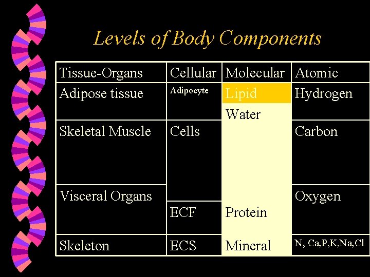 Levels of Body Components Tissue-Organs Adipose tissue Skeletal Muscle Cellular Molecular Atomic Adipocyte Lipid