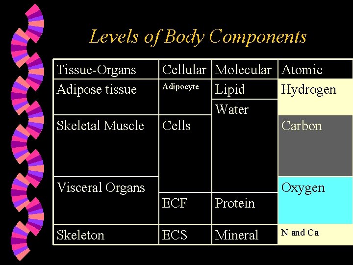 Levels of Body Components Tissue-Organs Adipose tissue Skeletal Muscle Cellular Molecular Atomic Adipocyte Lipid